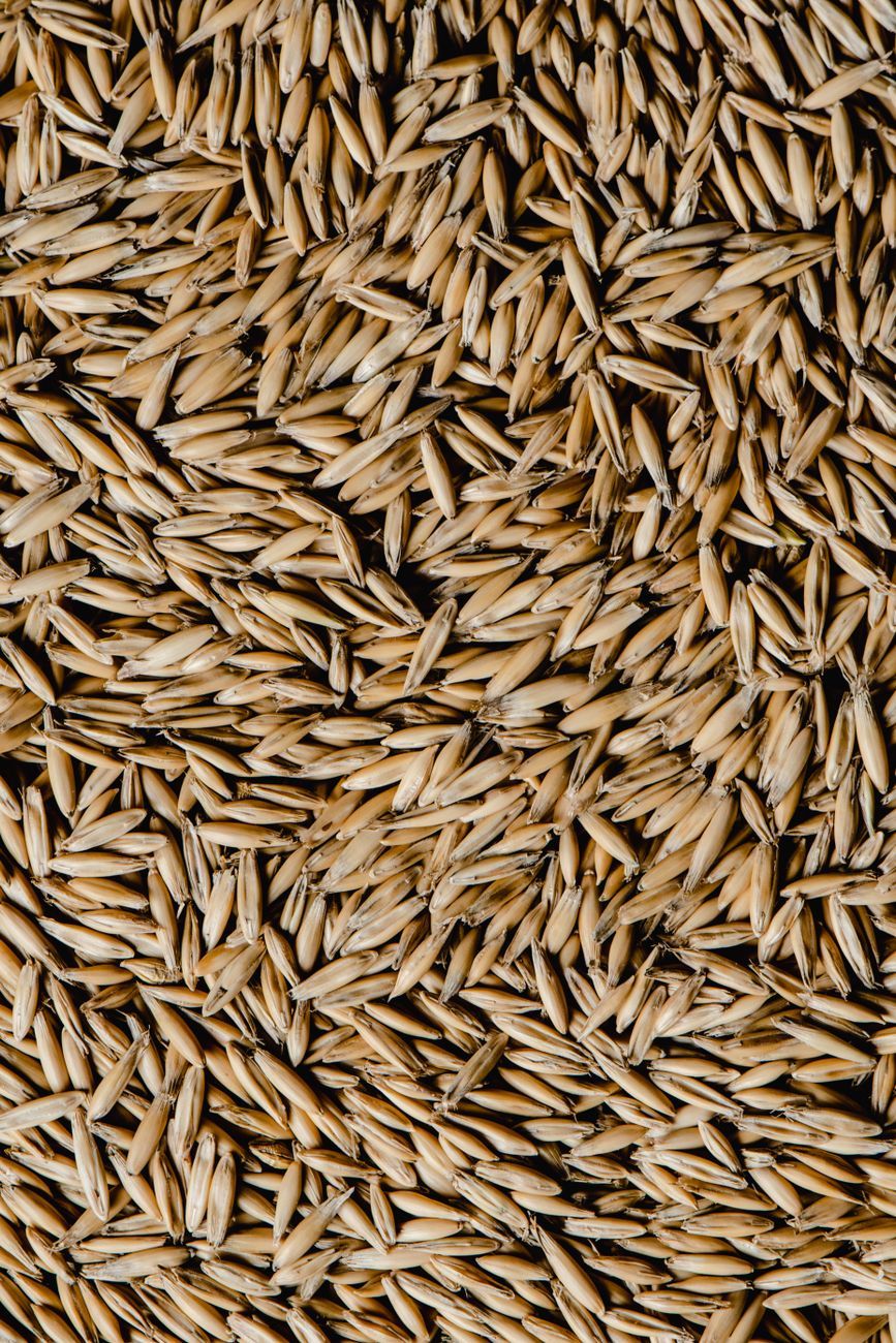 A Little Patch of Lawn: Seed, Water and Dog-Proofing